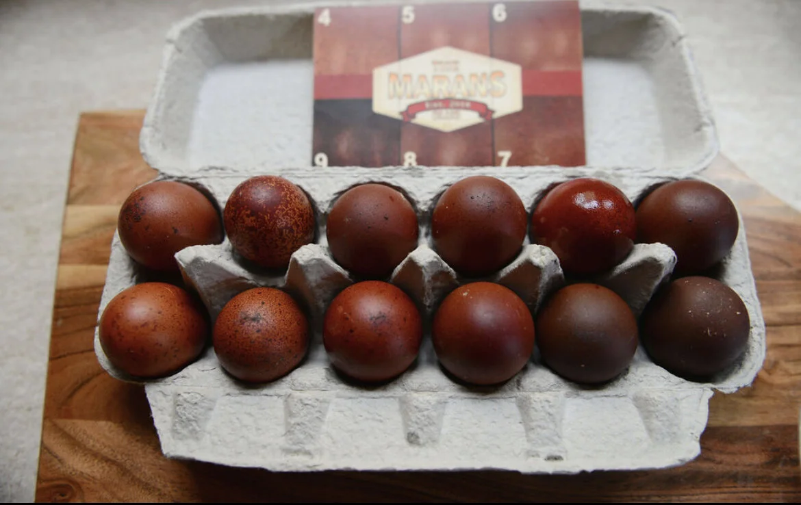A Black Copper Marans hen standing beside a nest with several very dark brown eggs on clean bedding