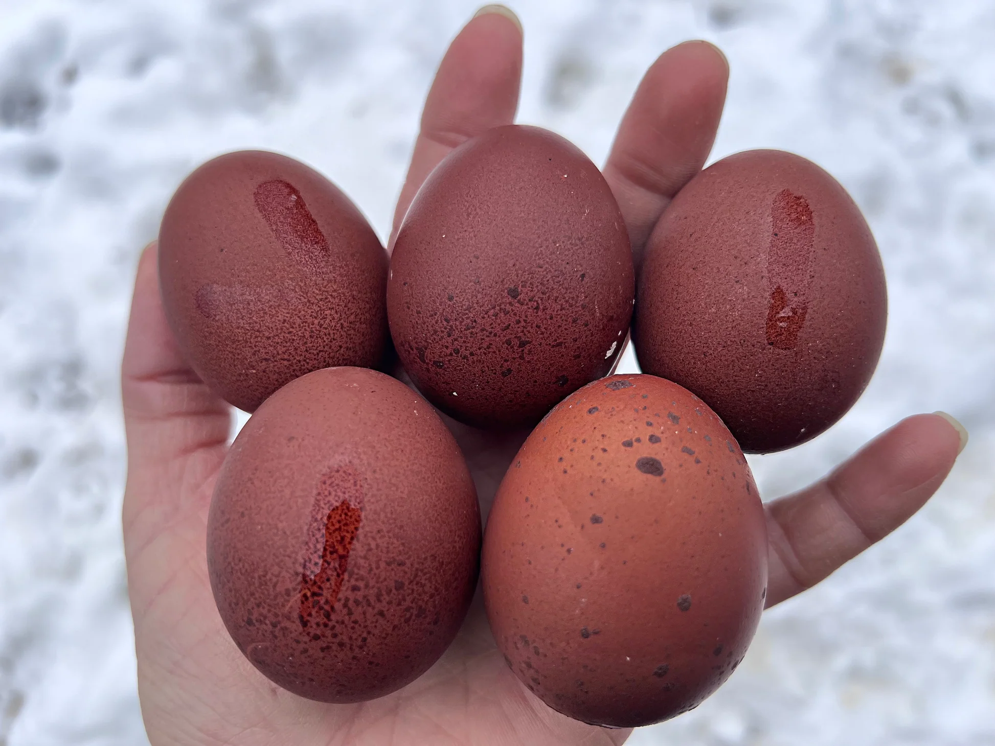 A Penedesenca hen in a sunny backyard run with a clutch of dark brown eggs in a nest