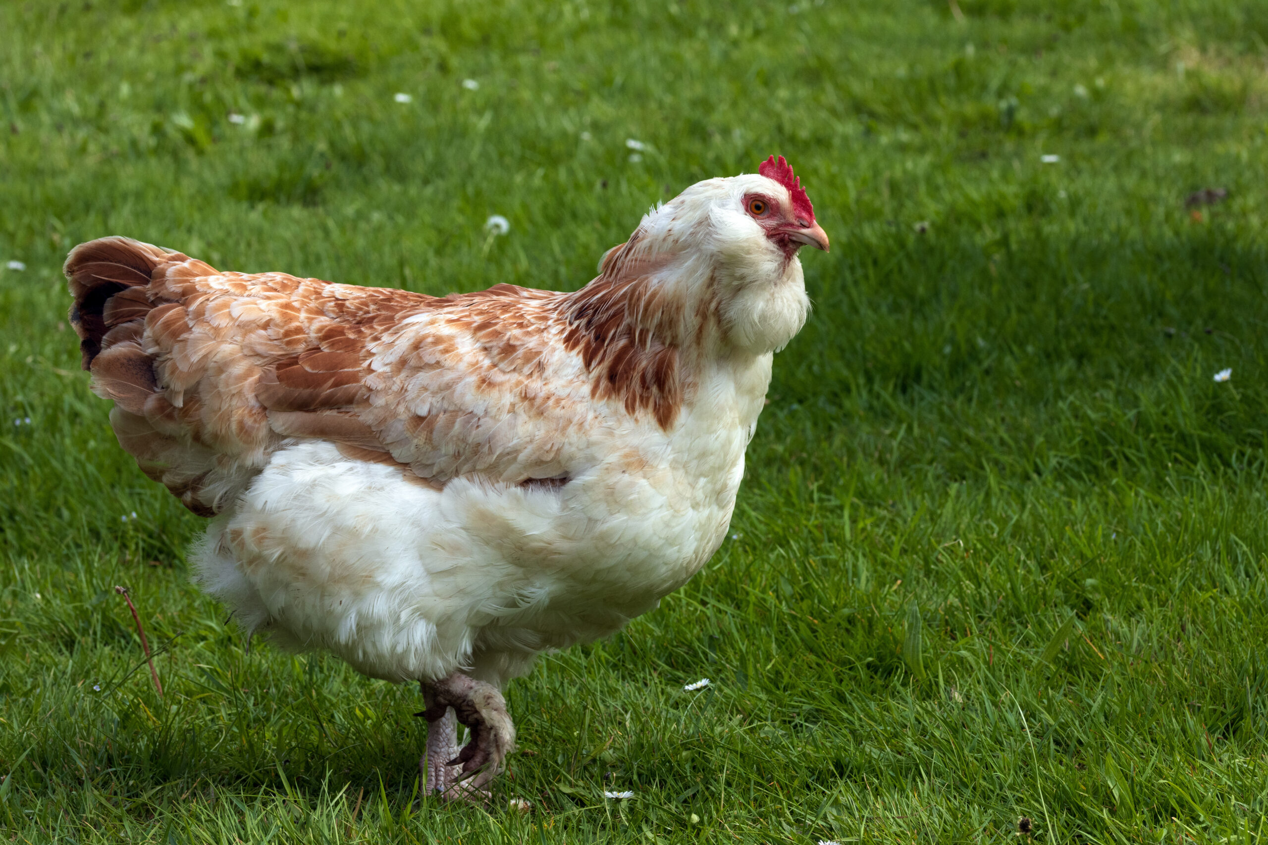 A Salmon Faverolles chicken with a fluffy beard and feathered legs standing near a snow-dusted feeder in a backyard run