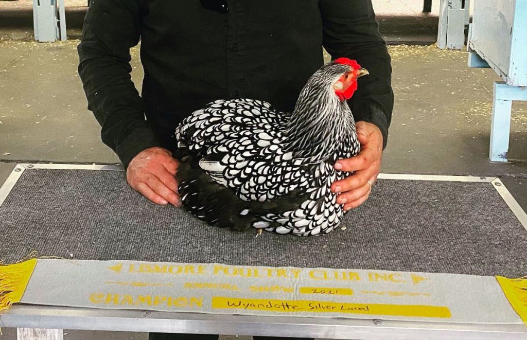 A Silver Laced Wyandotte chicken walking across packed snow in a backyard run, its rose comb small and close to the head