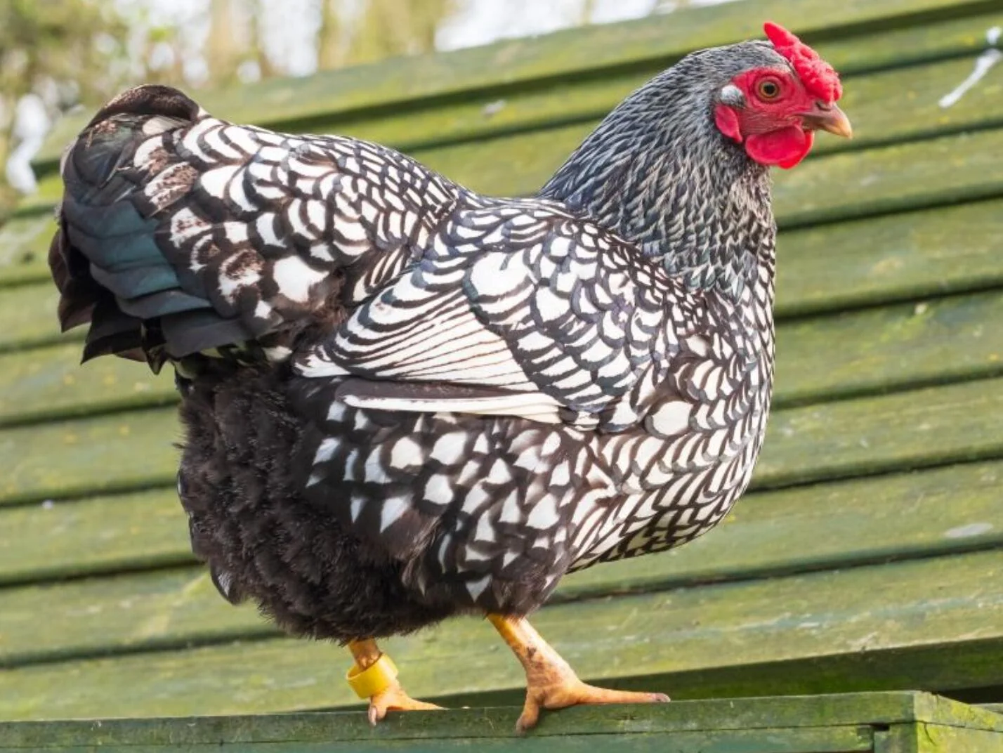 A Silver Laced Wyandotte hen standing calmly on a garden path in a backyard, with a small flock in the distance