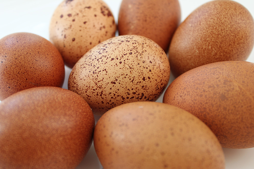 A Welsummer hen in a nest box with several brown speckled eggs resting in straw