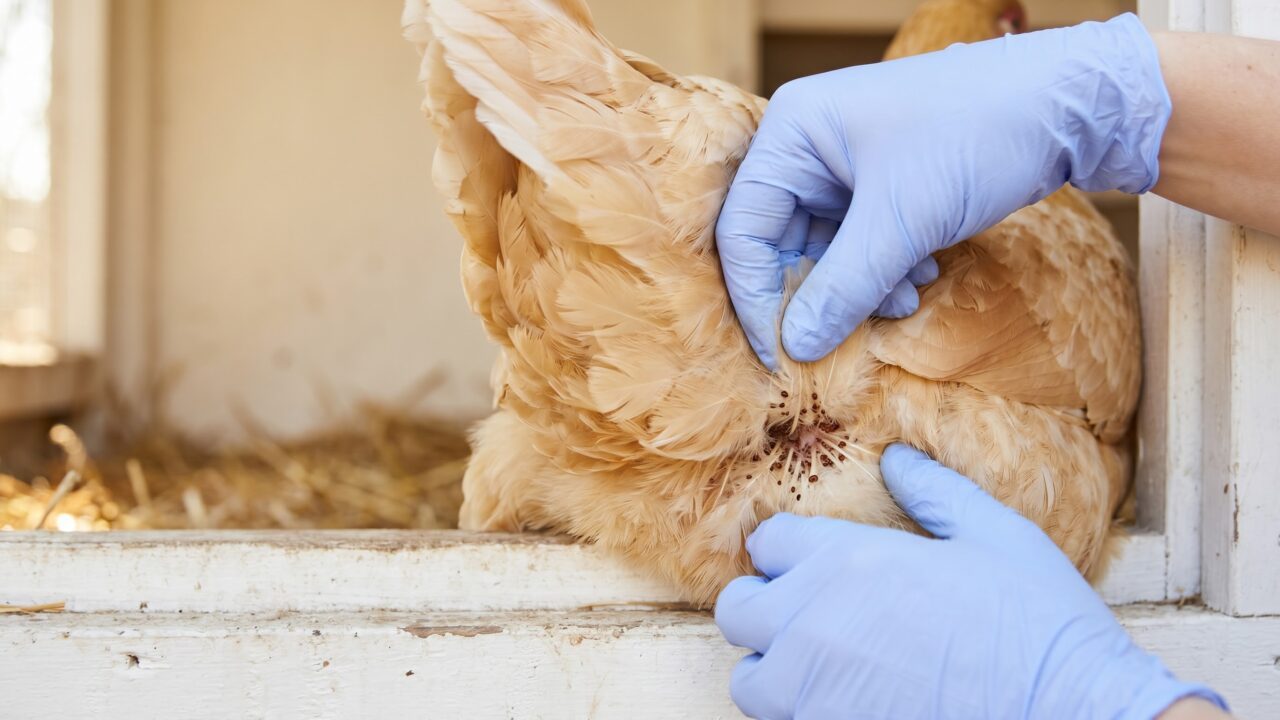 Poultry Mites and Lice: Identify, Treat, Prevent