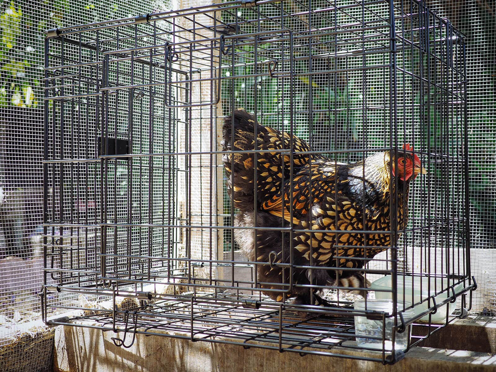 A backyard chicken coop interior with nesting box openings temporarily blocked to prevent a hen from sitting inside