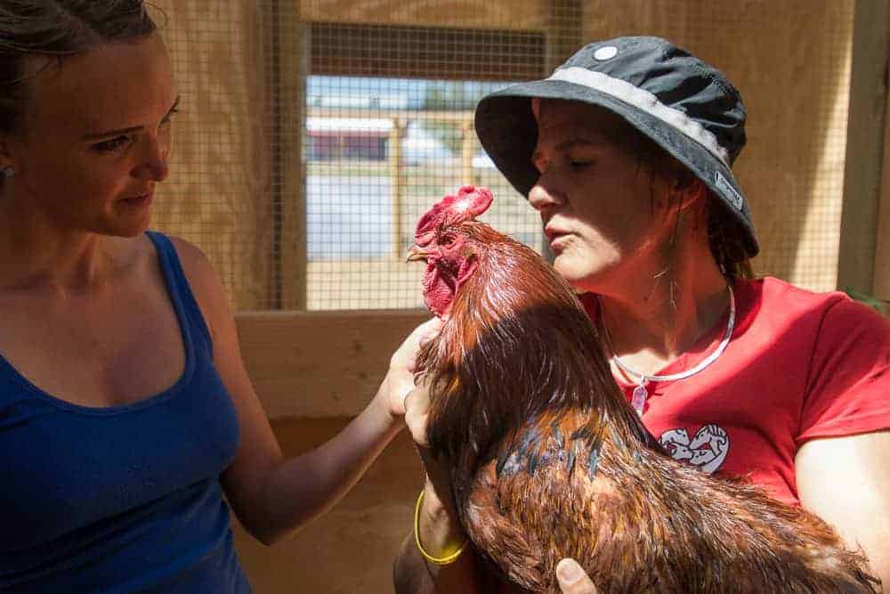 The 5-Minute Chicken Health Check