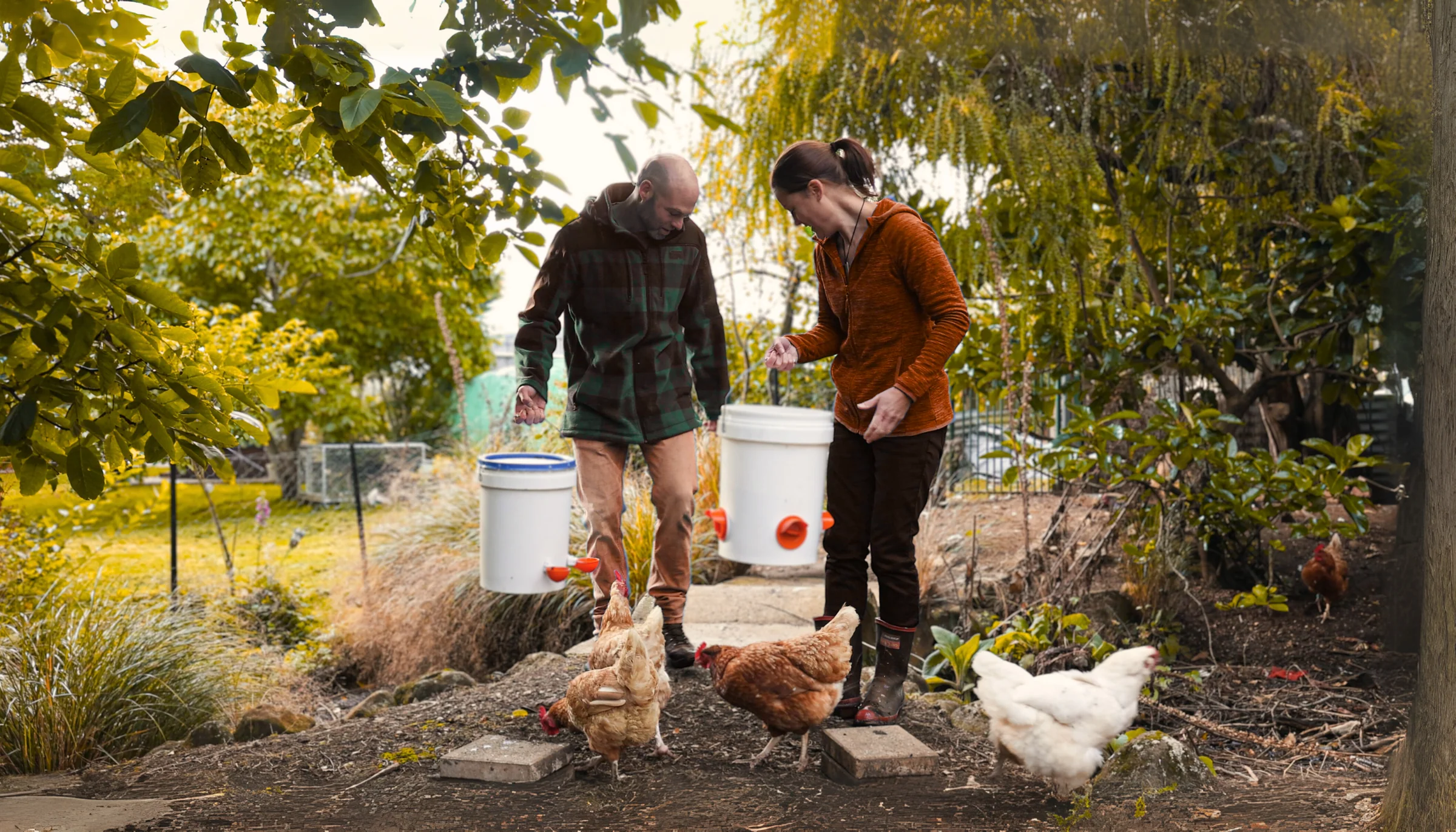 A backyard chicken keeper gently holding a fluffy hen outdoors while checking body condition.