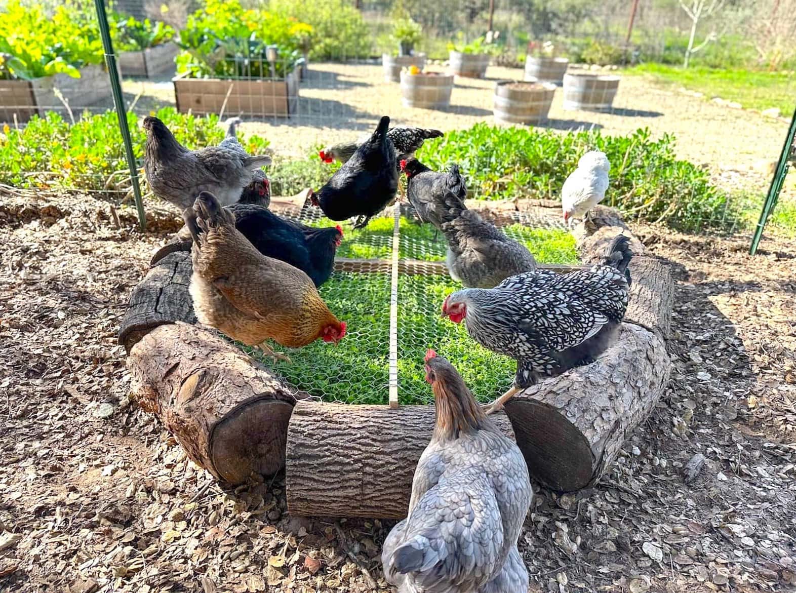 A backyard chicken run with a hanging cabbage and a shallow dust bath area while several hens forage
