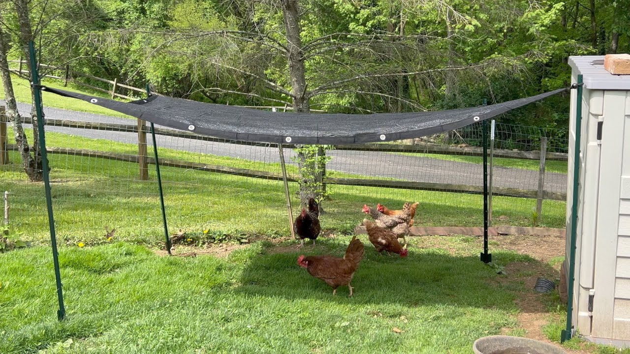A backyard chicken run with a solid roof panel over part of the enclosure and hens standing beneath the shaded area on a sunny day
