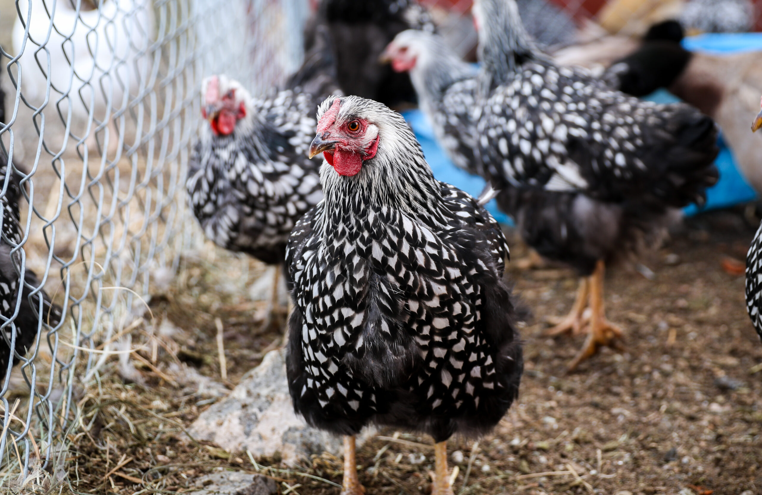 A backyard chicken run with deep litter bedding, logs for perching, and several hens scratching and foraging