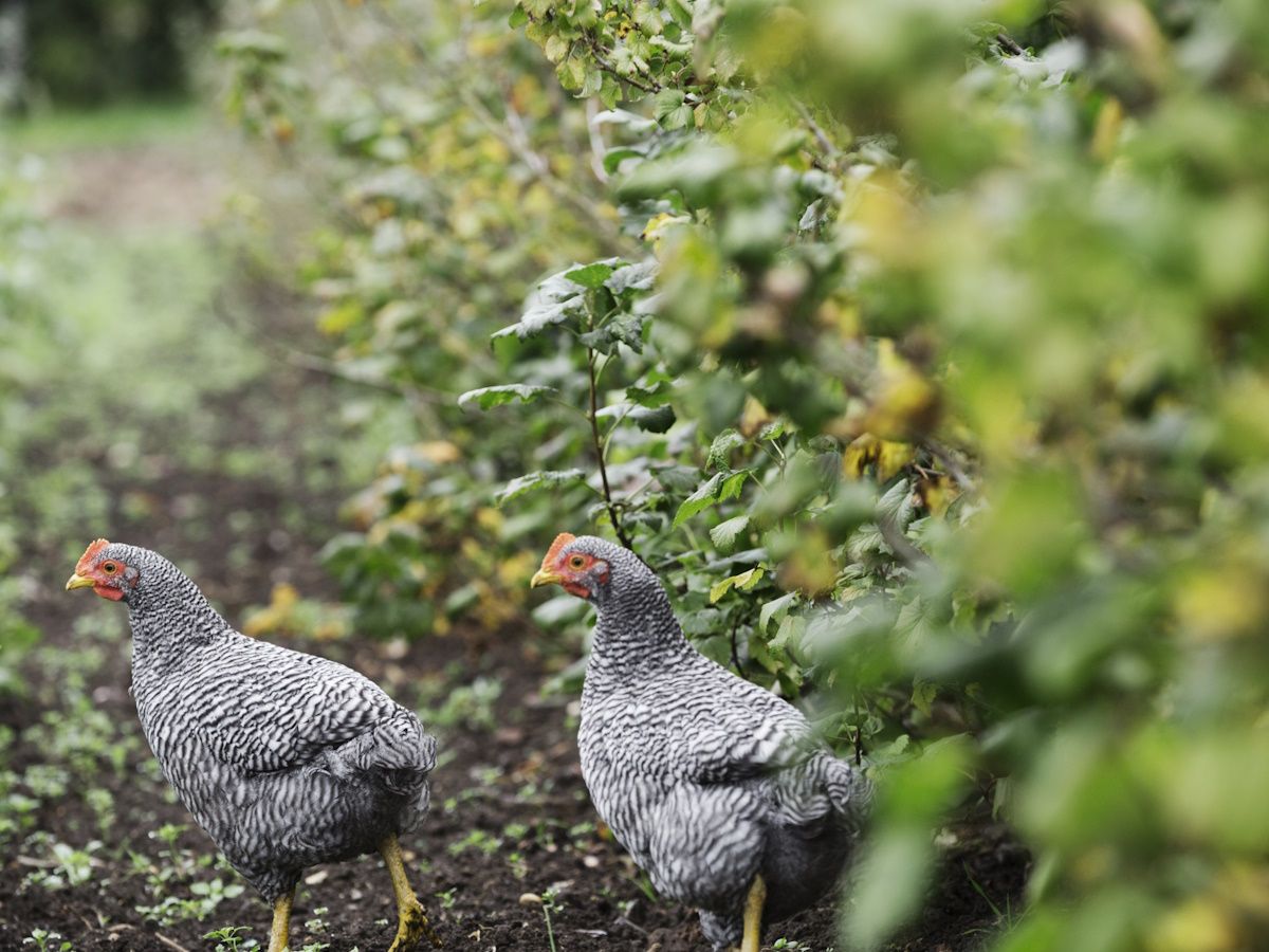 A backyard free-range area with chickens moving under shrubs and around a small tree, showing lots of low cover and shade