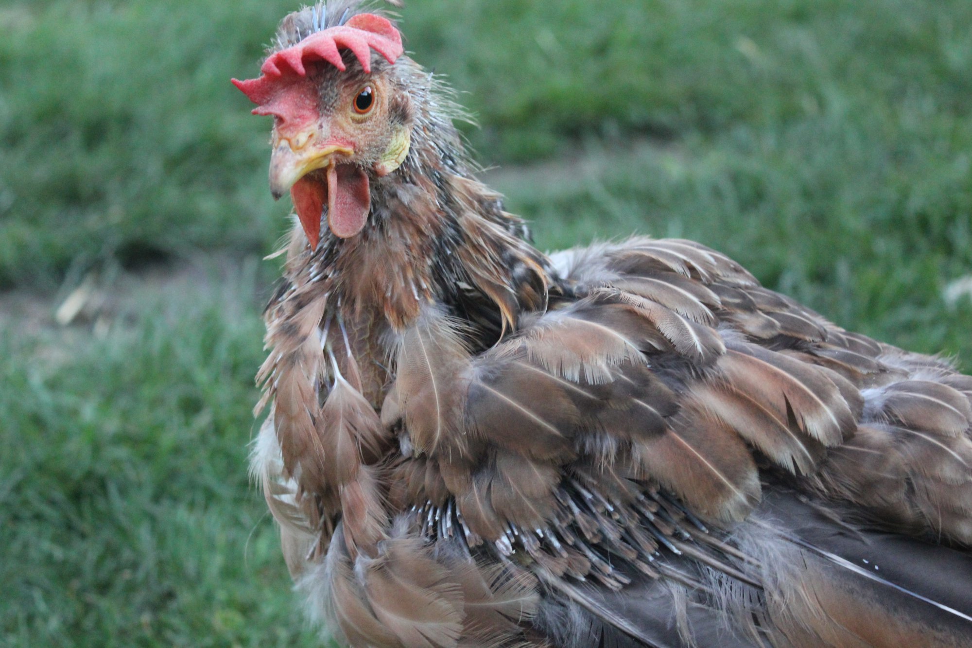 High-Protein Chicken Snacks for Fall Molting