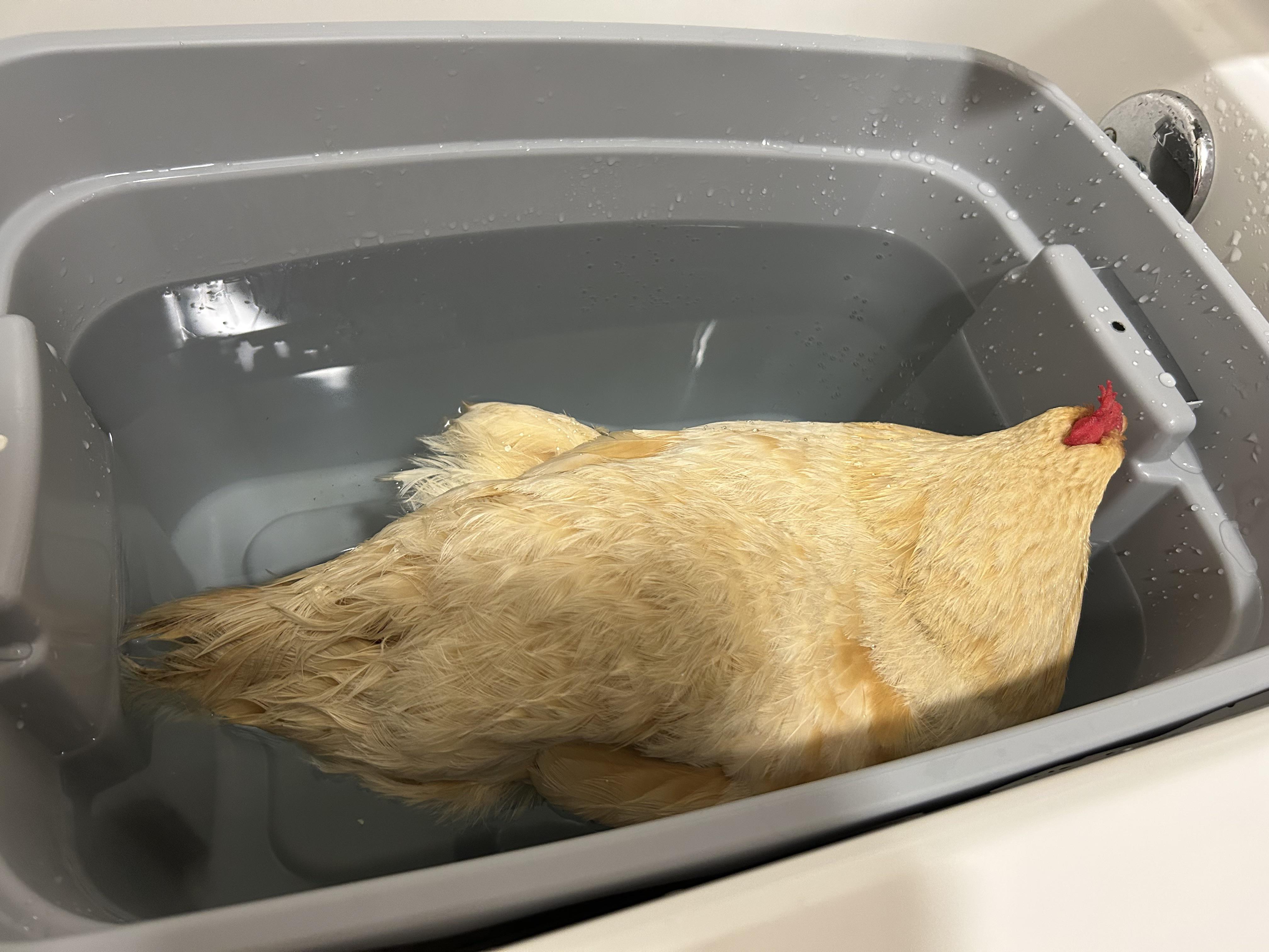 Egg-Bound Chicken: Signs and Safe Treatment