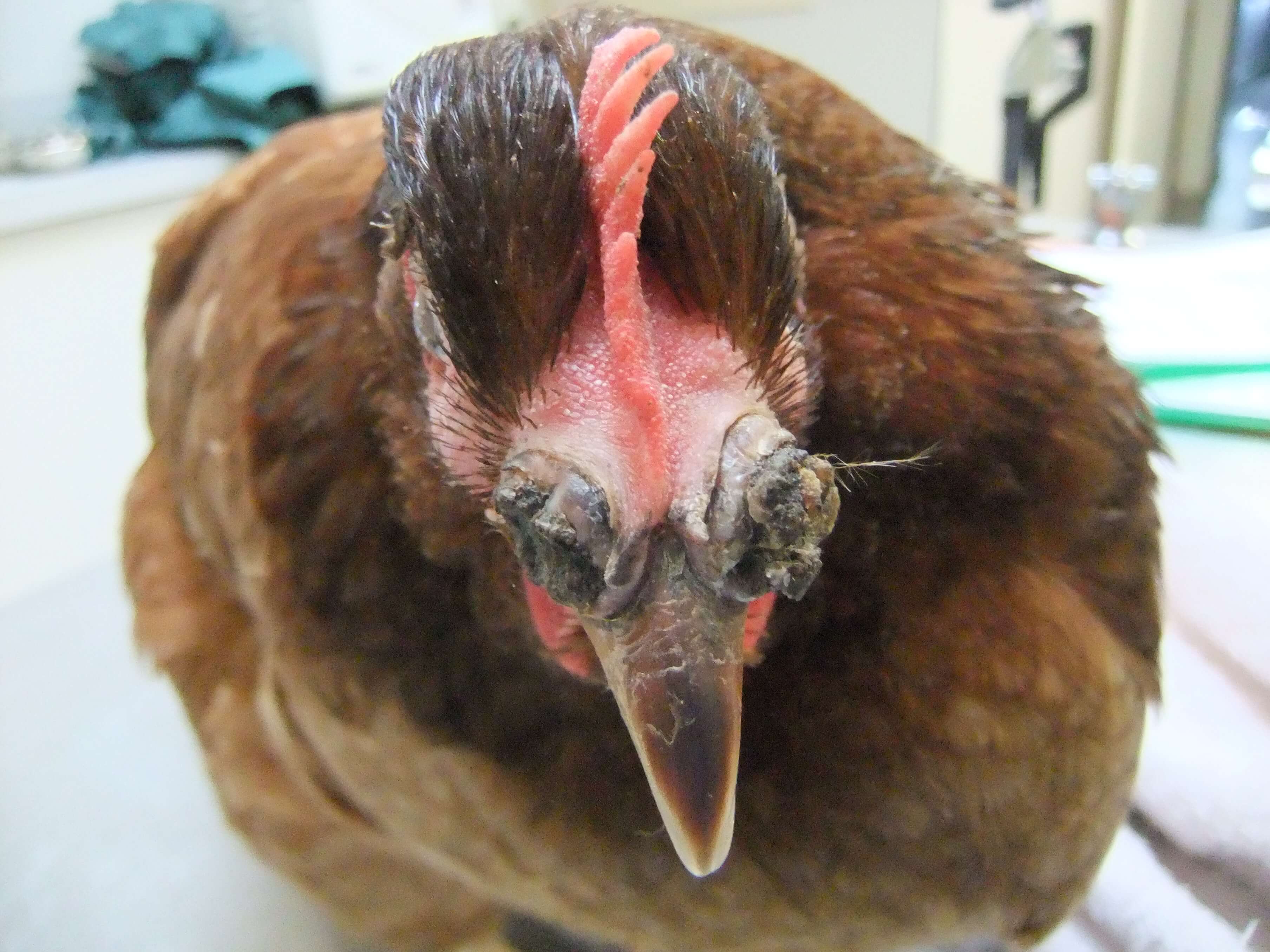 Common Respiratory Infections in Chickens