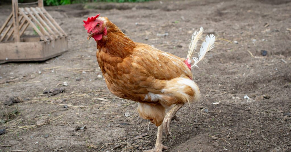 Stop Feather Pecking and Bullying in Your Chicken Flock