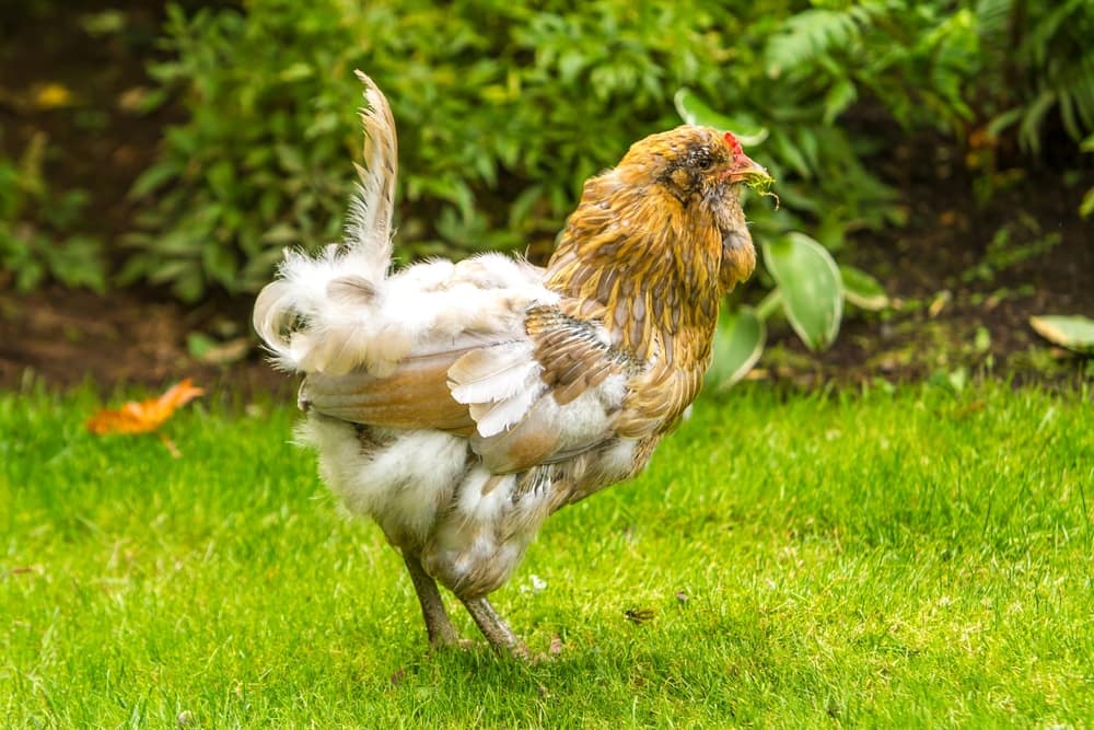 A backyard hen with patchy missing feathers around the neck and back during a seasonal molt, standing in a run