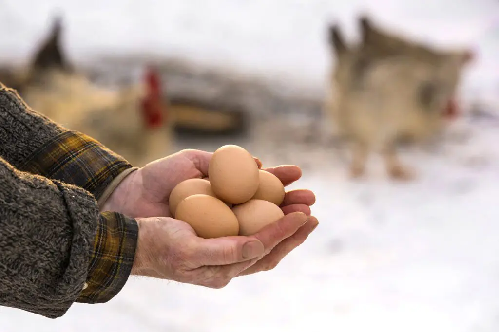 A blue-egg laying Ameraucana hen standing near a basket with a few eggs on clean straw inside a cozy winter coop
