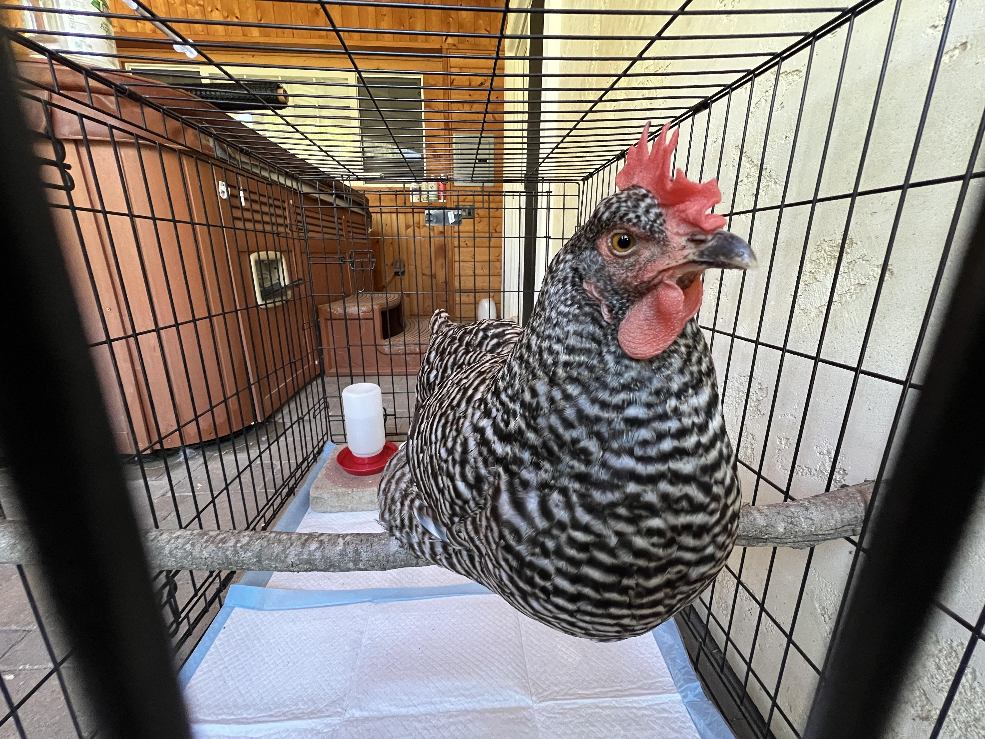 A calm backyard hen resting in a clean dog crate lined with towels, with a water dish nearby in a quiet indoor space