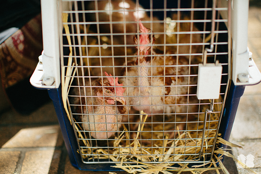 A calm hen sitting inside a small pet carrier lined with a towel and absorbent pad, placed in a quiet indoor corner