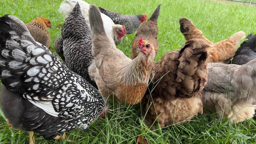 Mixing Chicken Breeds in One Backyard Flock
