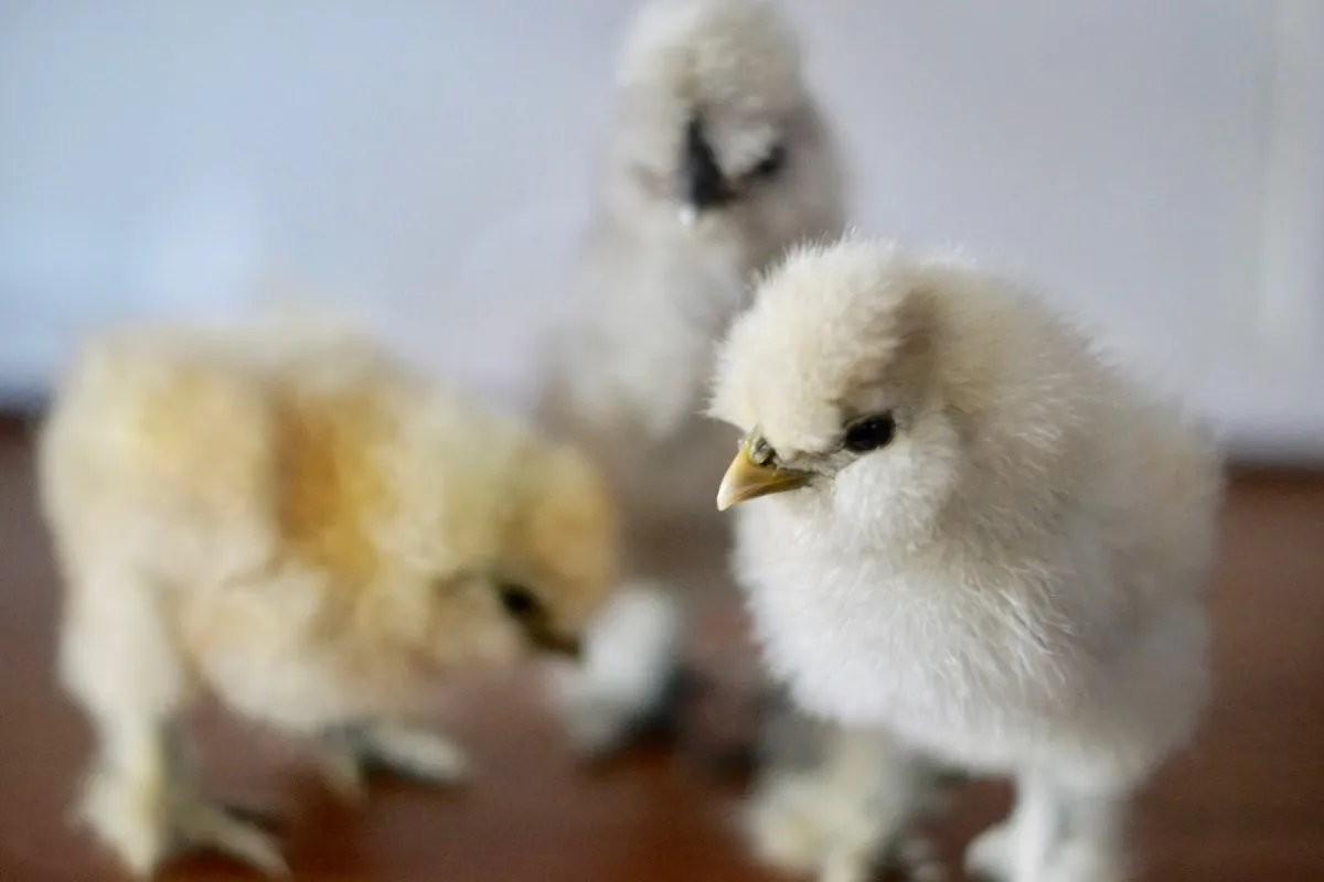 A calm white Silkie chicken being gently held by a child sitting on a backyard step, with the chicken relaxed and facing the camera