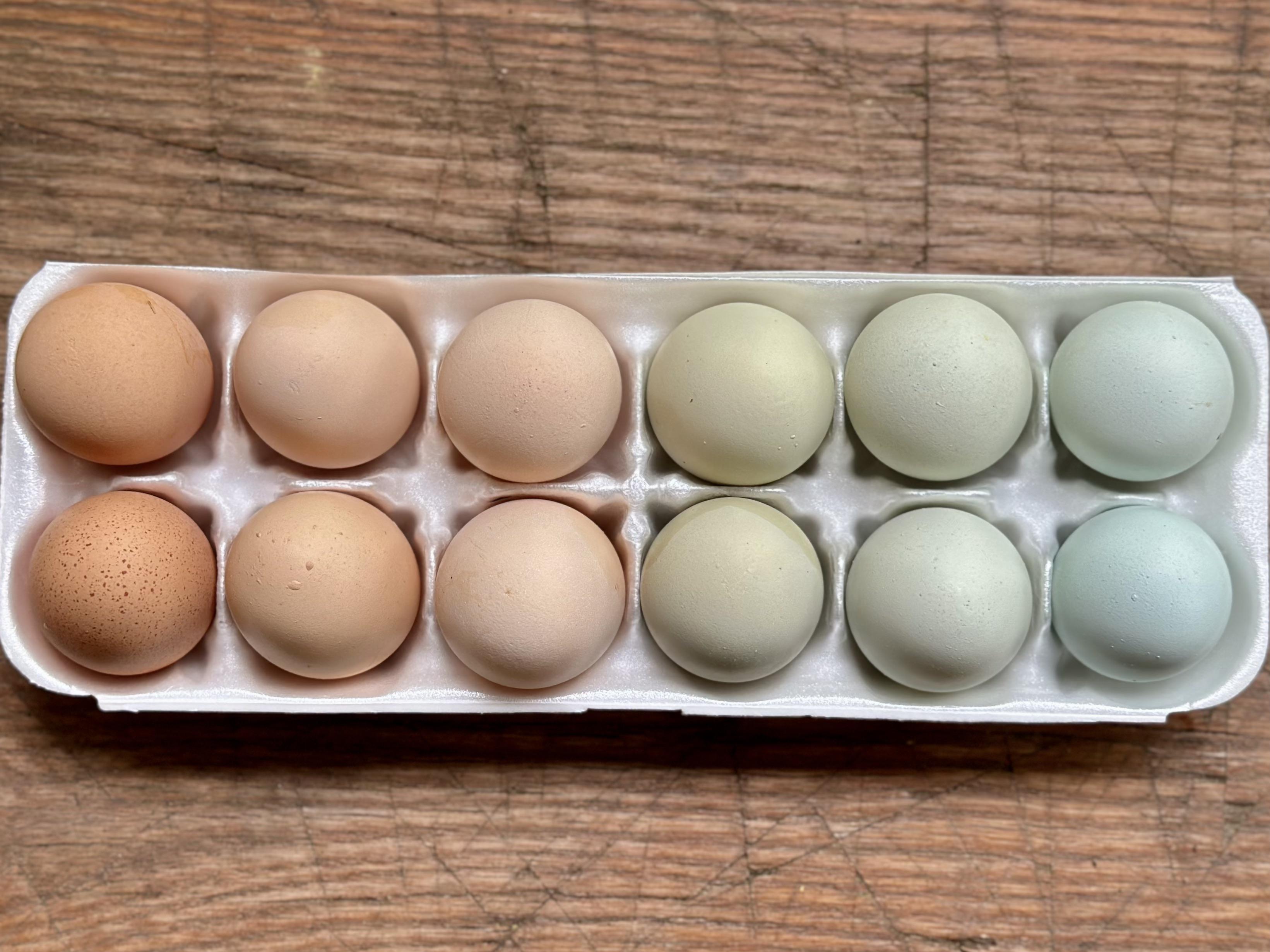 A carton of backyard chicken eggs in mixed colors including blue, green, tan, speckled brown, and dark chocolate brown on a wooden table
