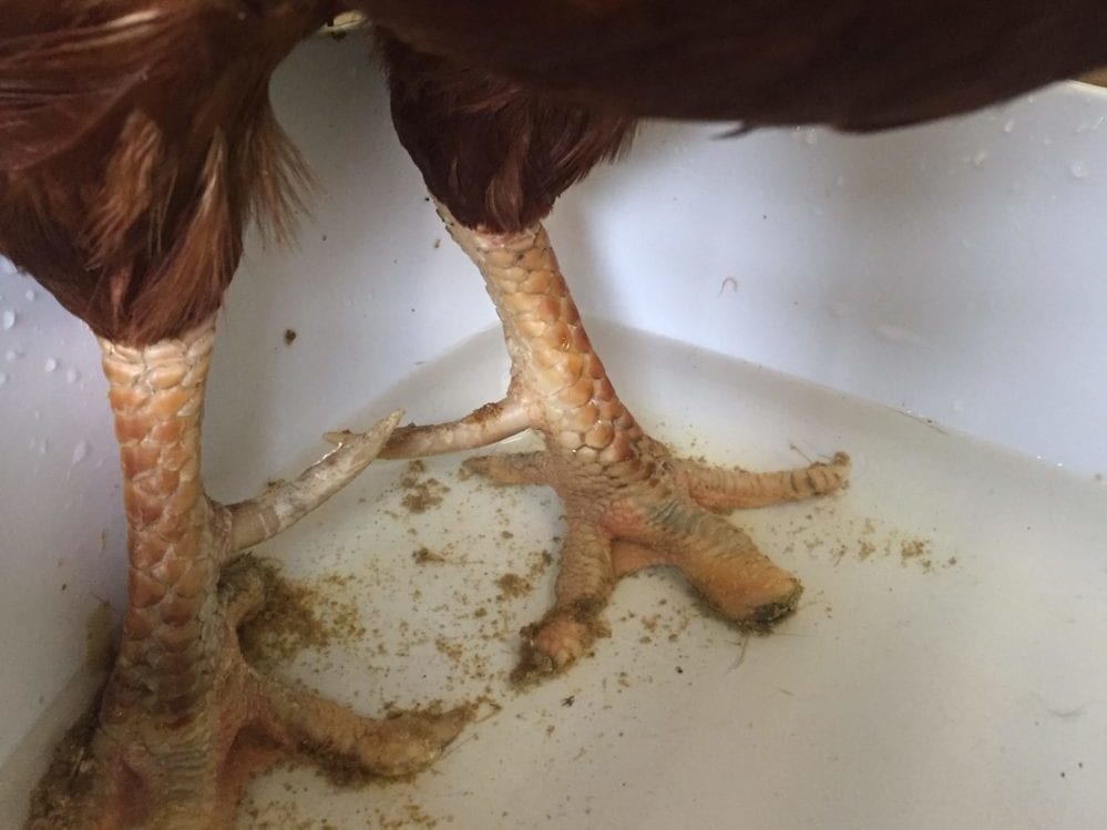 A chicken foot being gently soaked in a small container of warm water on a towel-covered surface during bumblefoot care