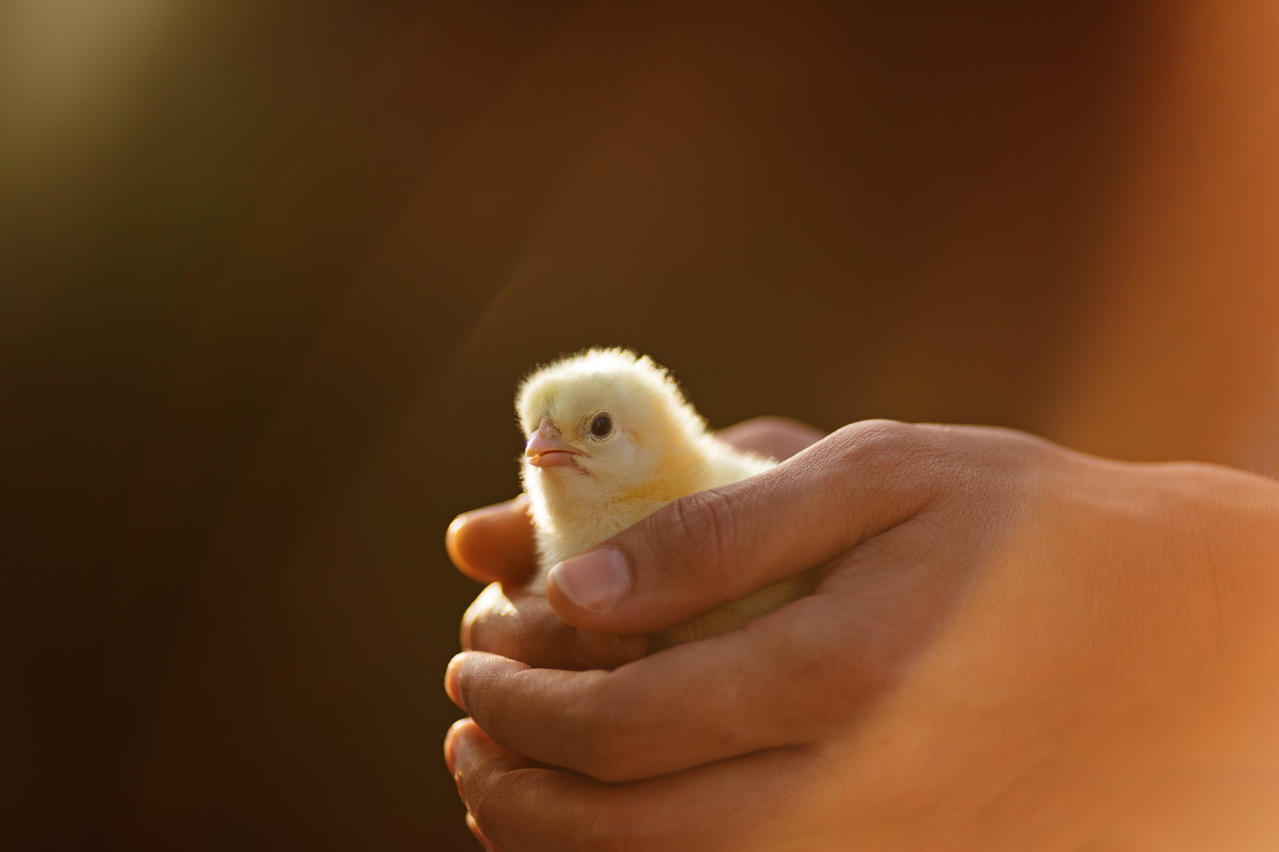 A chicken keeper's hands gently palpating the crop area at the base of a hen's neck while the hen is calmly supported