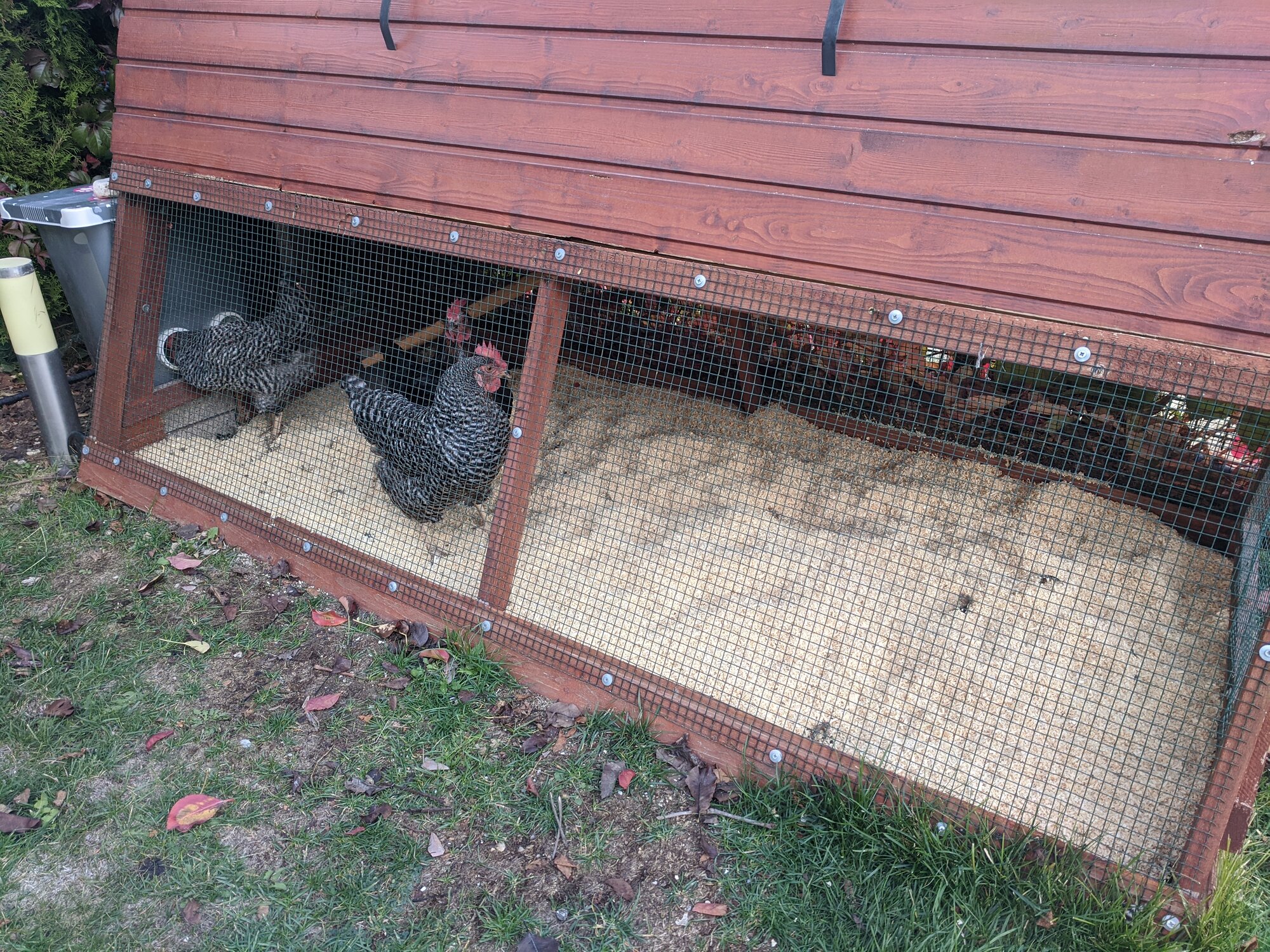 A clean chicken feeder hanging under a covered run roof with dry bedding below and hens eating calmly without scattered feed