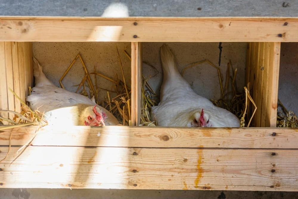 Troubleshooting a Drop in Egg Production