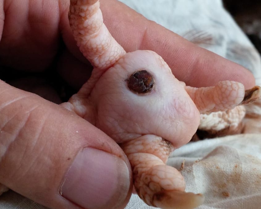 A clear close view of the underside of a chicken foot showing the foot pad with a round scabbed lesion typical of bumblefoot