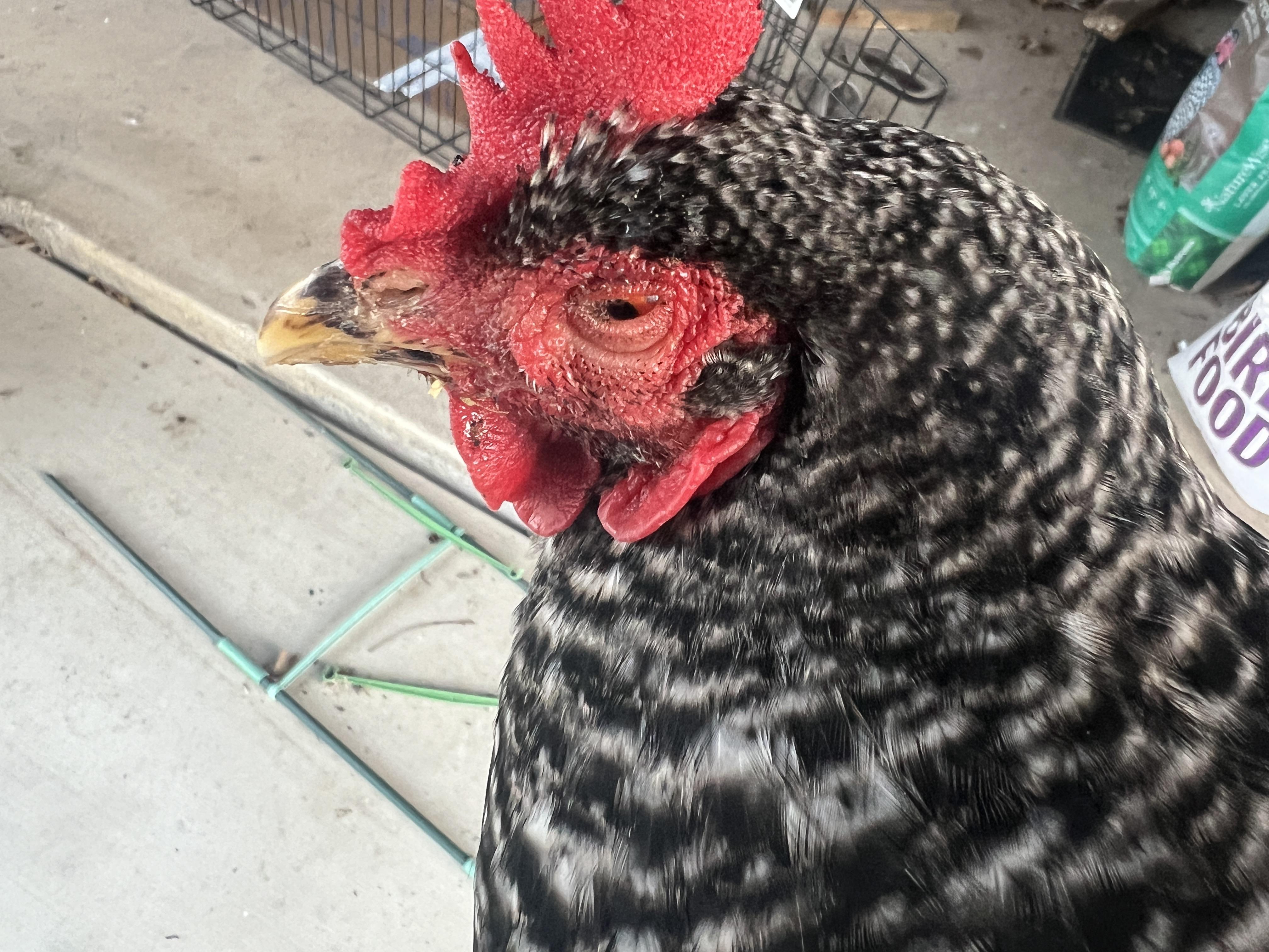 A close-up of a hen with one eye partially swollen and watery, standing outdoors near a coop, natural daylight