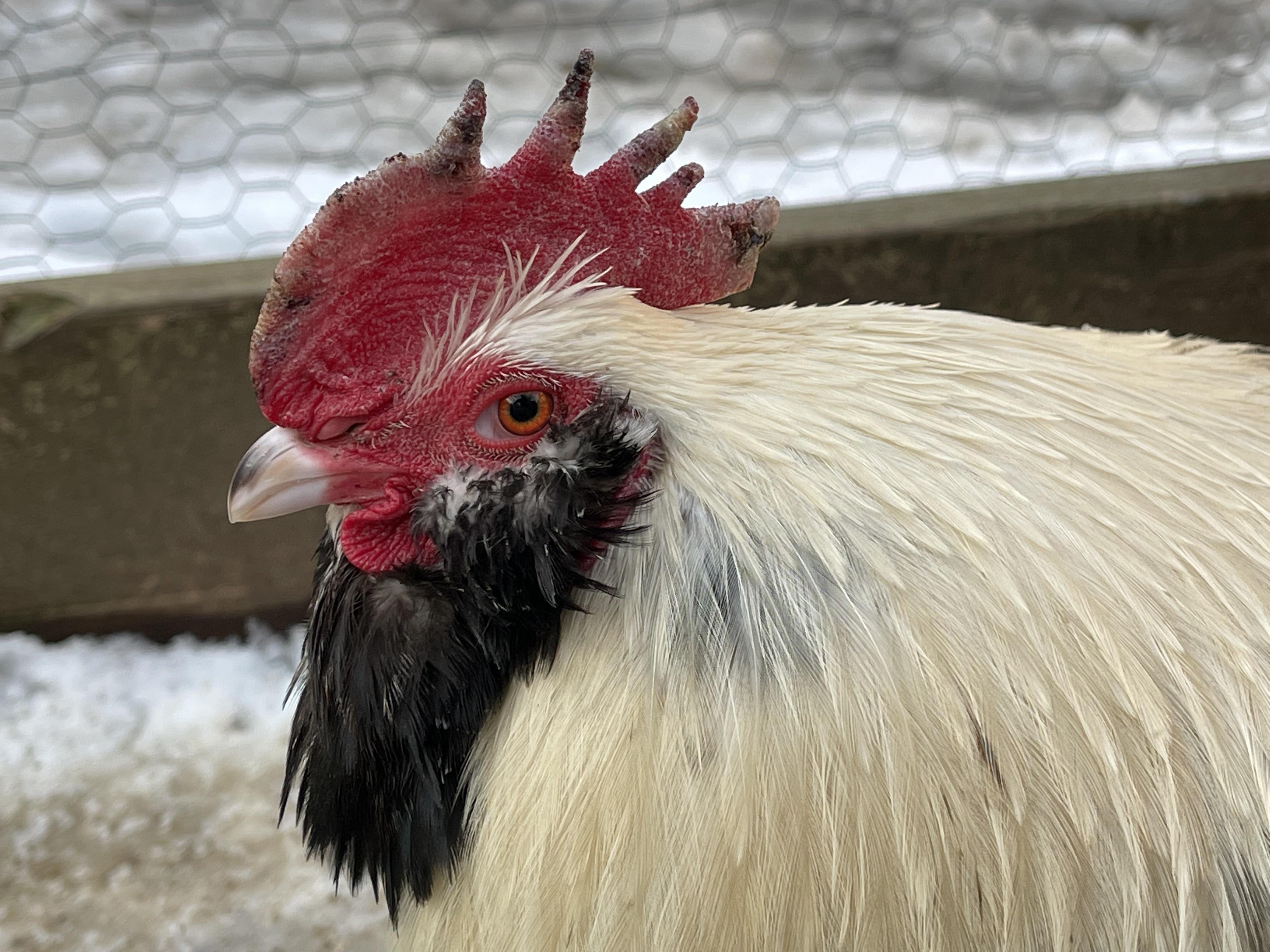 Frostbite on Chicken Combs and Wattles