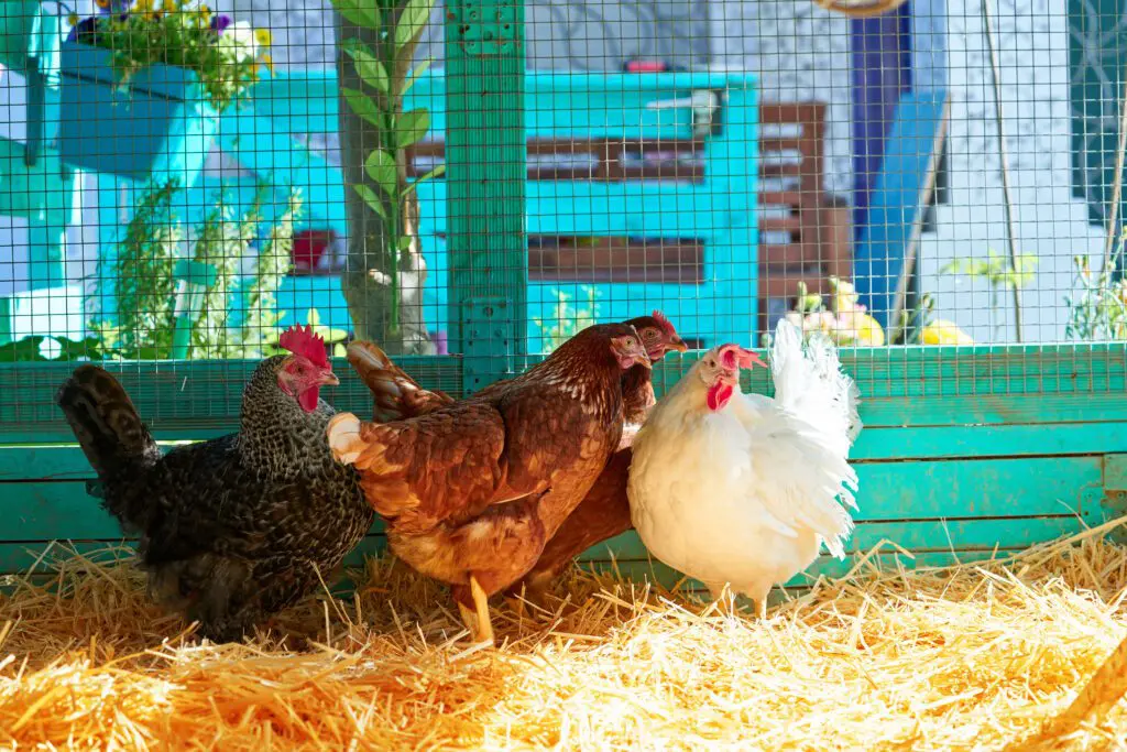 A few hens with fluffed feathers pecking at a light scattering of scratch grain on clean straw in a winter chicken run