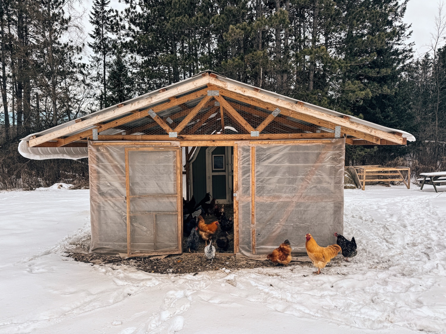 A fluffy Wyandotte hen perched on a roost bar inside a clean coop on a winter morning, with frost visible outside the wire window