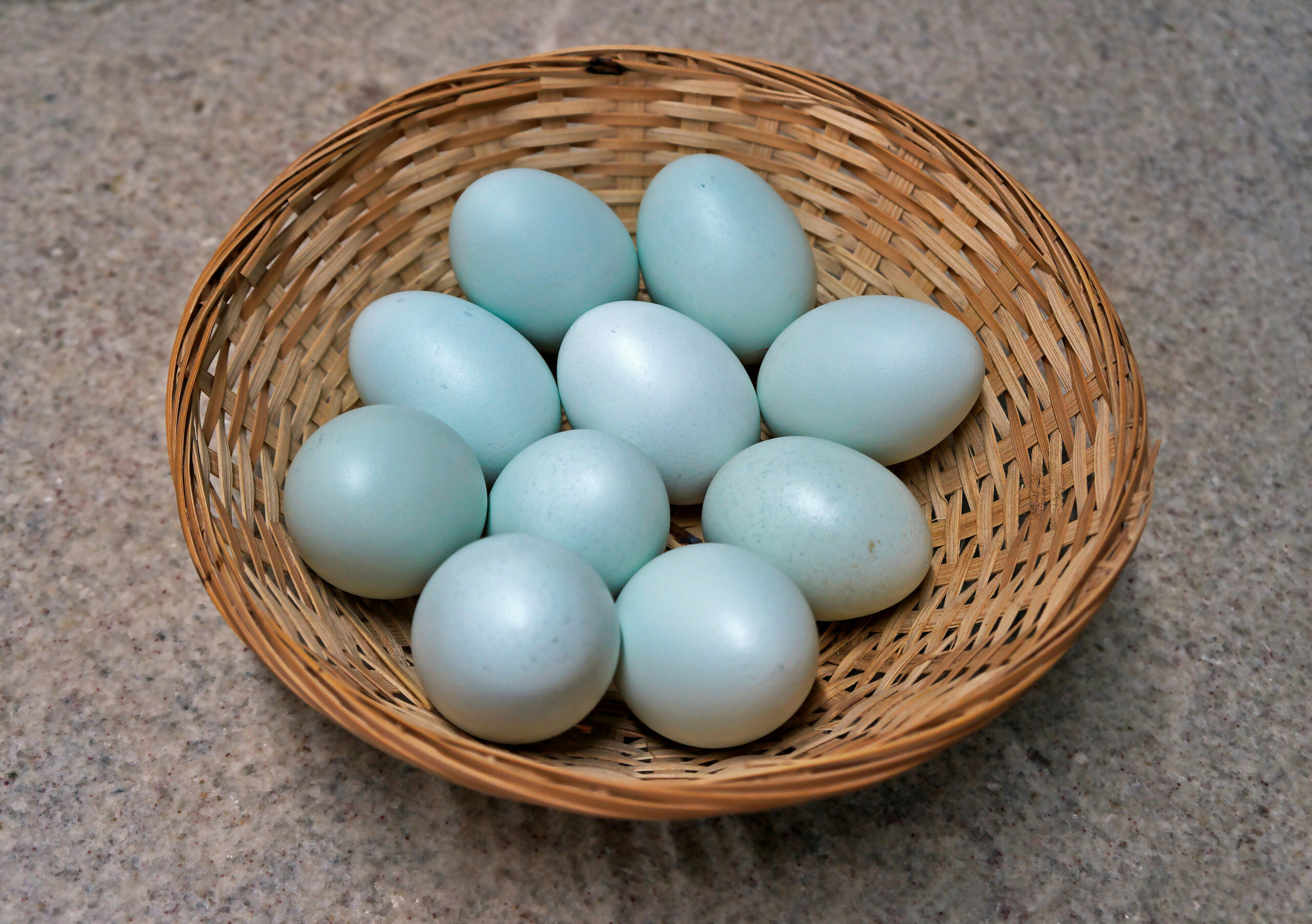 10 Backyard Chicken Breeds That Lay Colorful Eggs