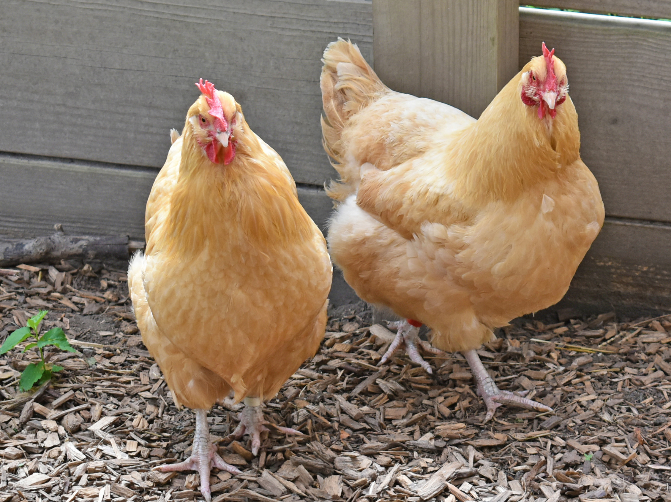 A fluffy buff Orpington hen being gently held by a backyard chicken keeper in a garden with leafy plants