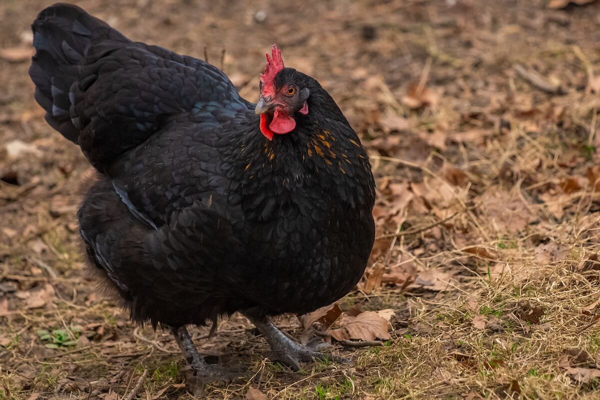 A glossy black Australorp hen standing on straw inside a well-lit winter coop, with frost visible outside the doorway