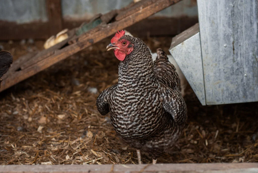 A glossy black Australorp hen walking quietly beside a compact urban backyard chicken coop with a wooden run