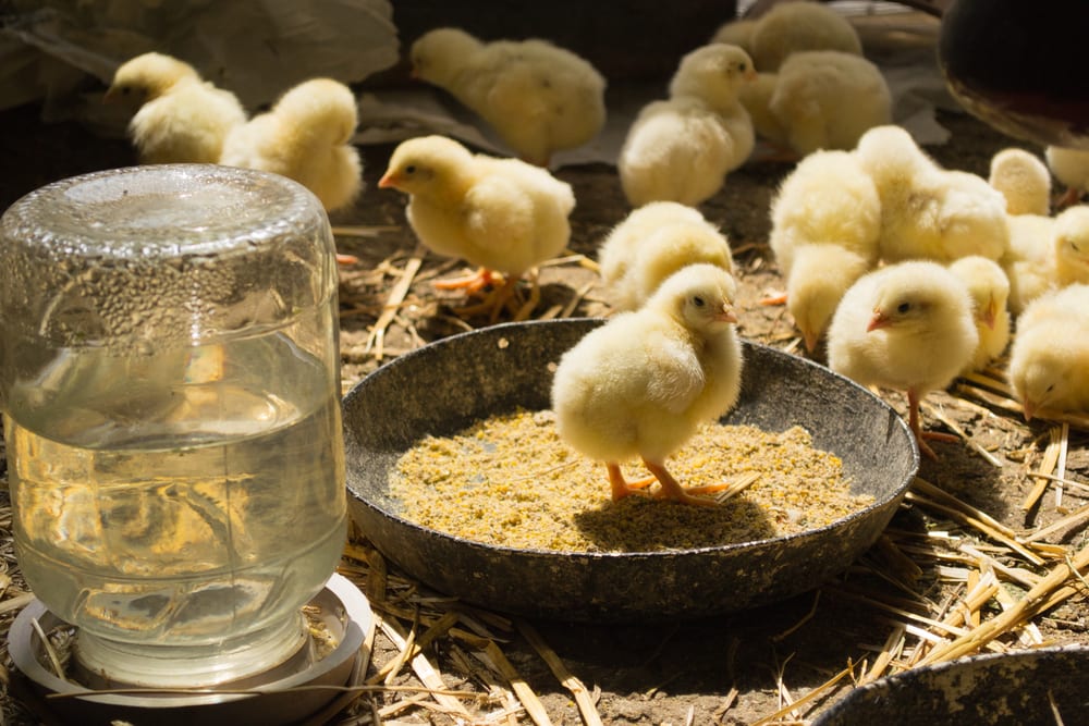 Chicken Feed Stages: Starter, Grower, and Layer