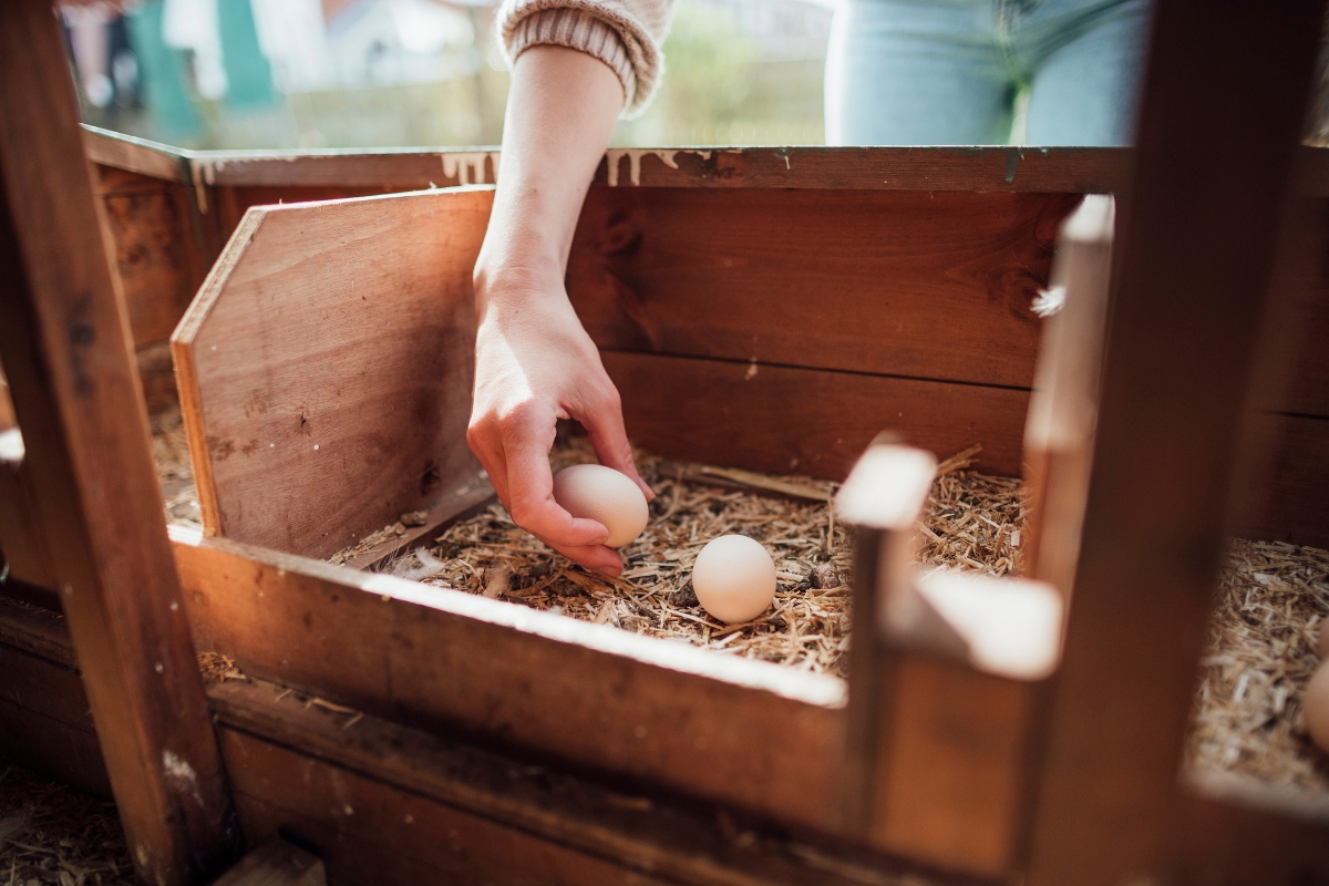To Wash or Not to Wash: Cleaning and Storing Fresh Eggs