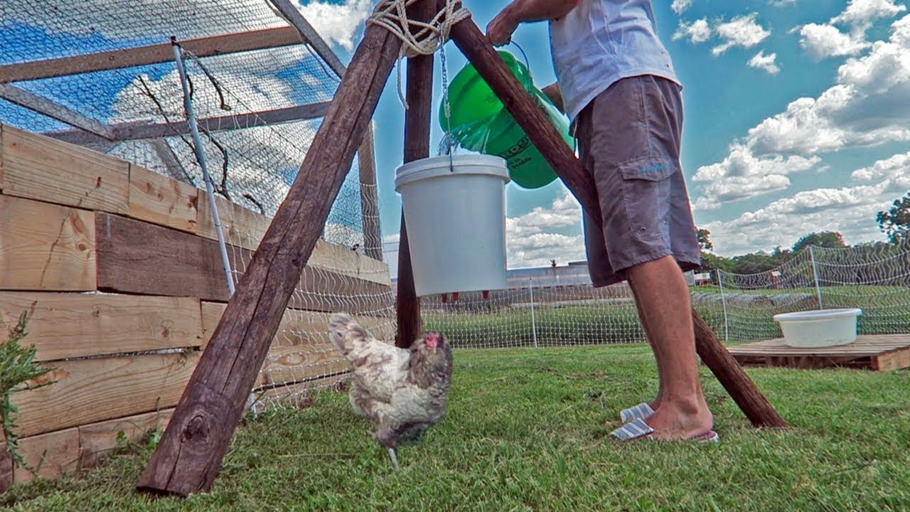 A hanging poultry waterer suspended from the frame inside a chicken tractor run, with hens nearby and grass underfoot