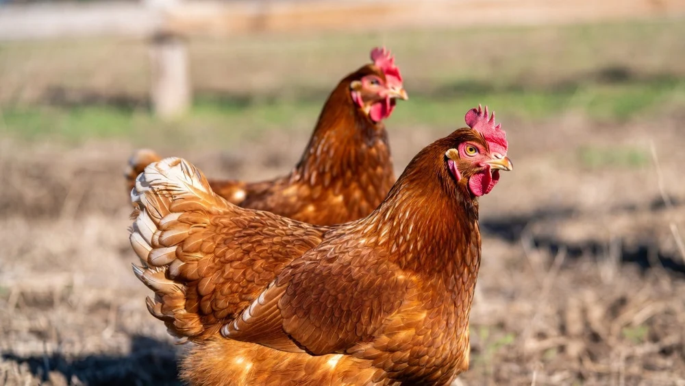 Dual-Purpose Chicken Breeds