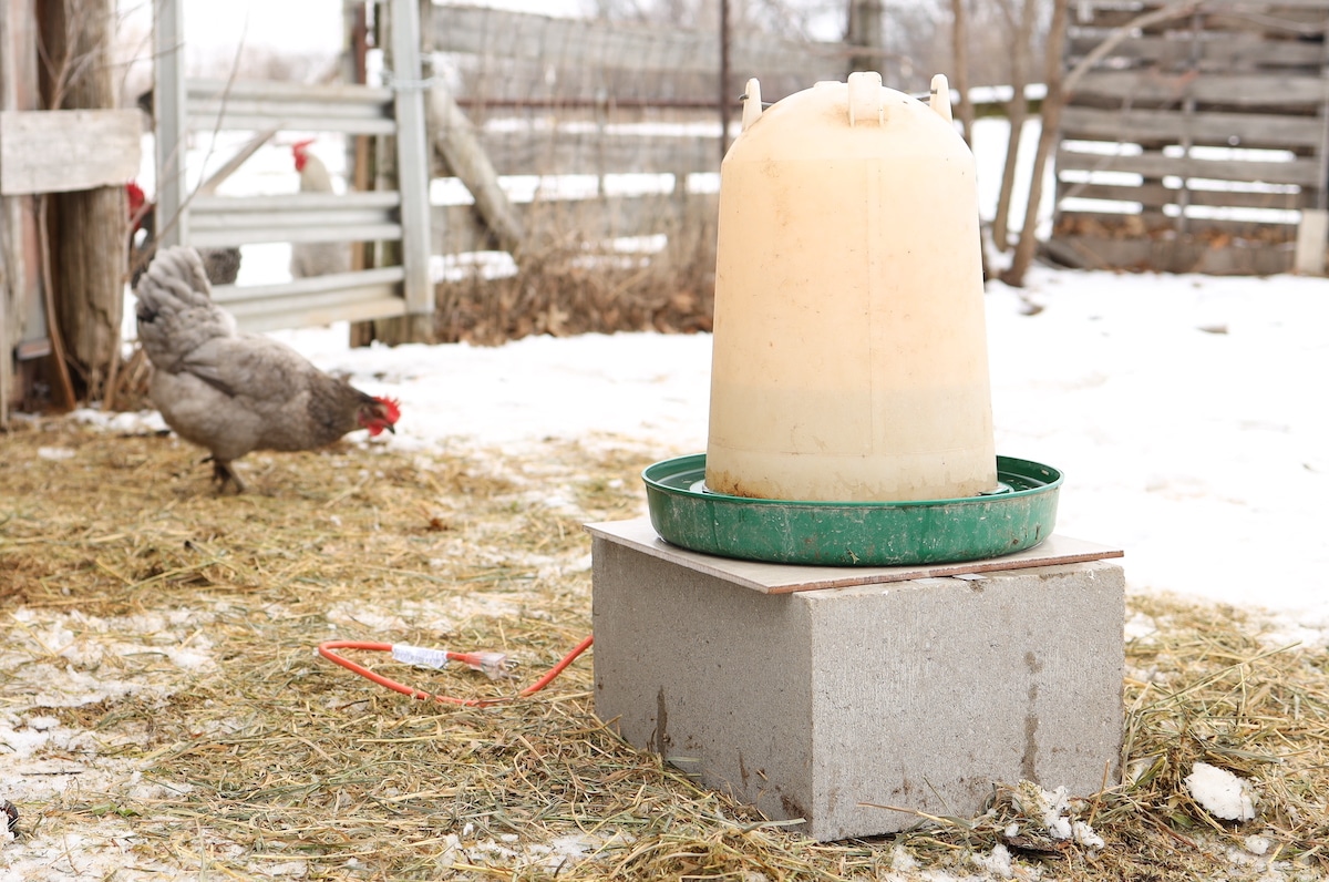 A heated chicken waterer sitting on a rubber mat inside a winter coop run area, with snow visible outside