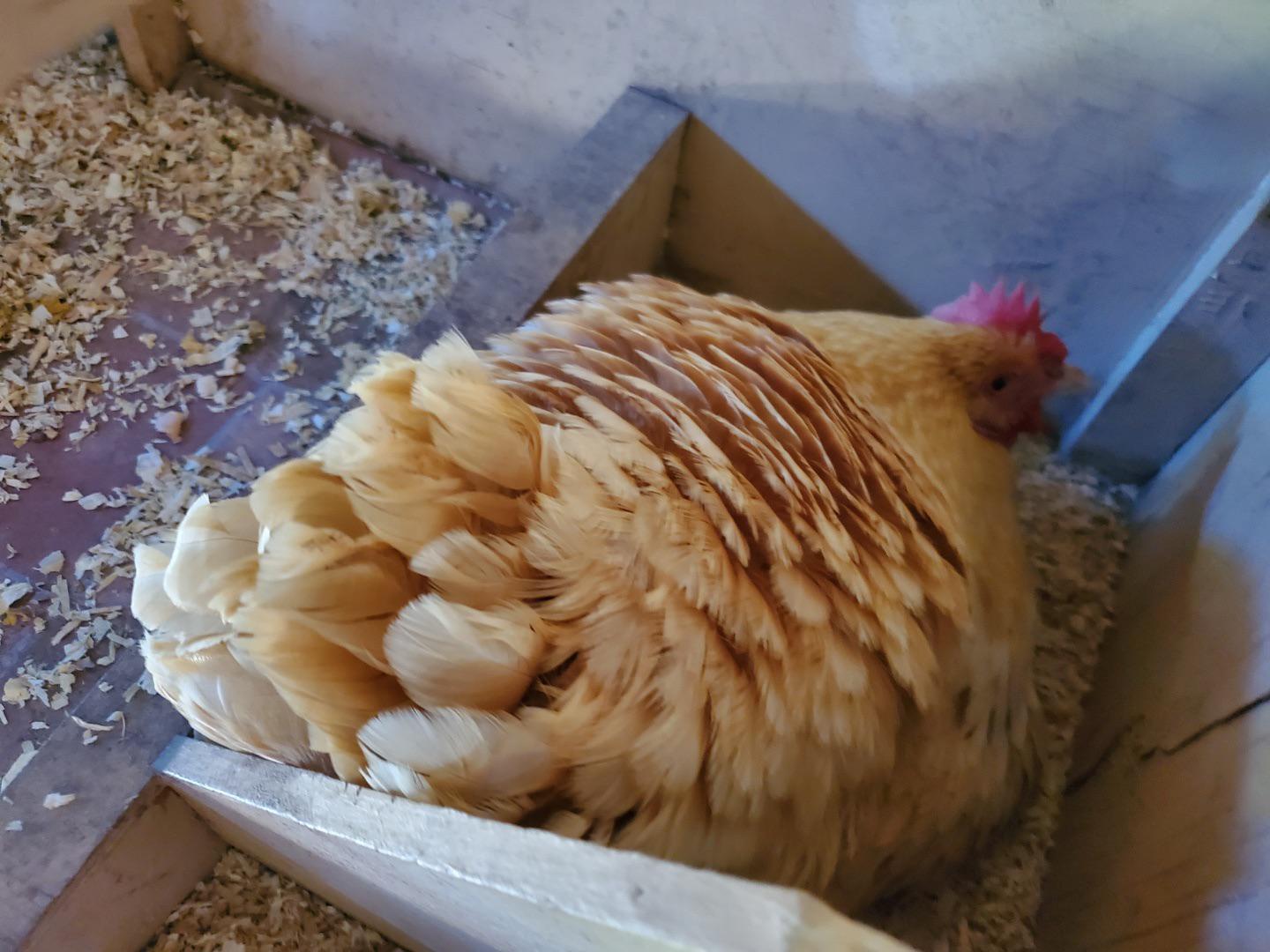 A hen sitting fluffed up and sleepy in a small indoor crate lined with towels, showing a classic sick posture