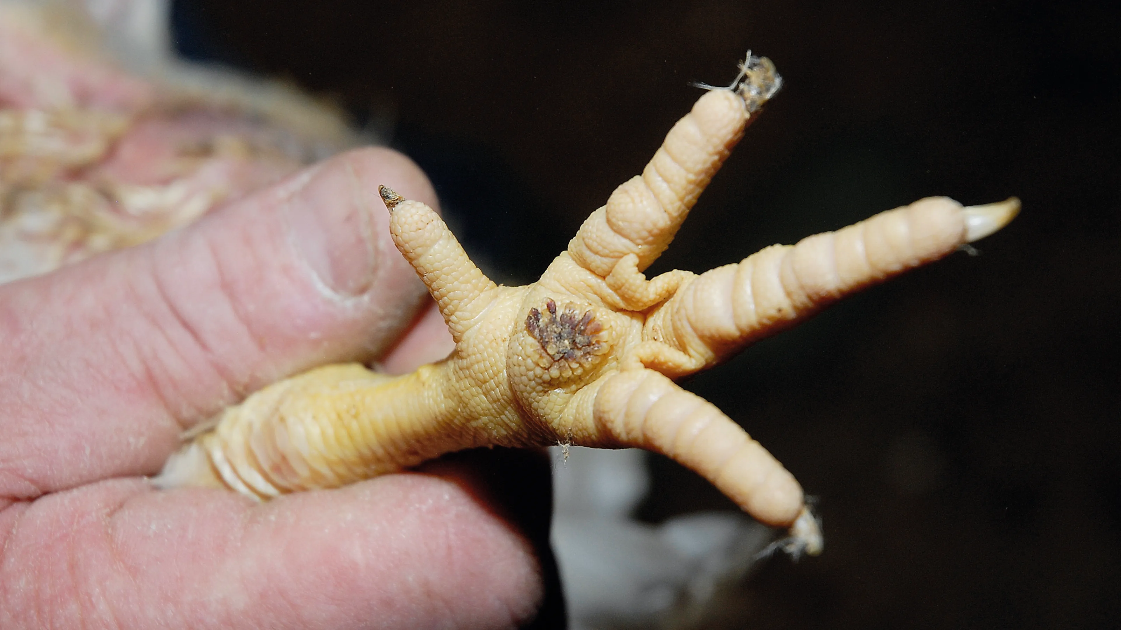 A hen's foot held gently in a person's hand, showing the footpad and toes clearly for inspection