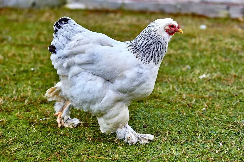A large light Brahma chicken walking calmly across a backyard lawn near a wooden coop, afternoon sunlight