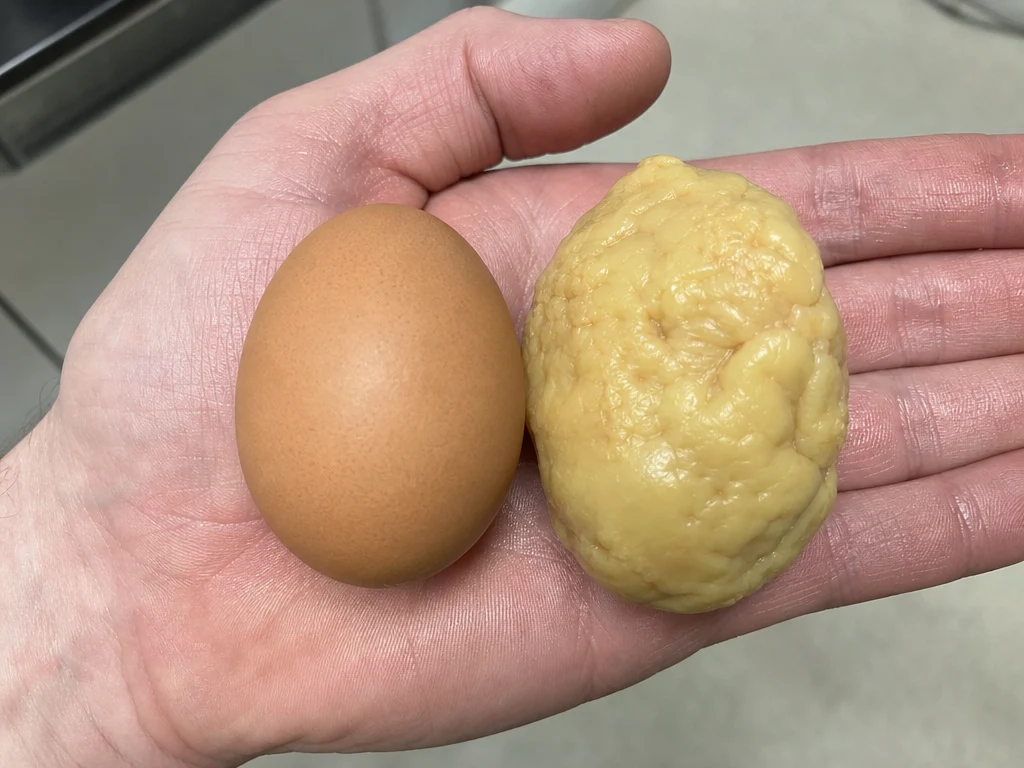 A lash egg mass on a disposable glove in a backyard coop setting, appearing rubbery and irregularly shaped