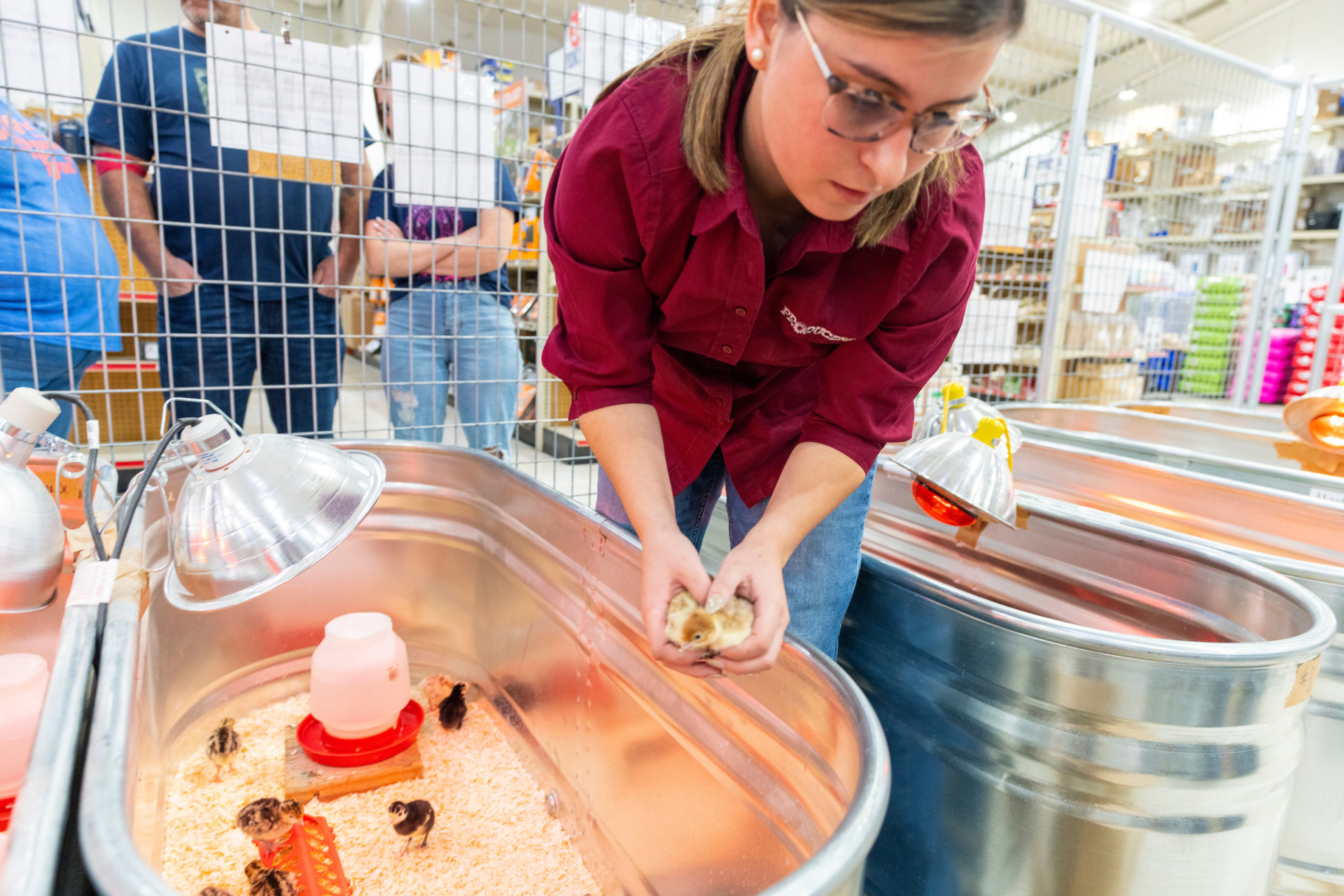 A person gently holding a day-old chick with both hands while checking the chick's vent area for cleanliness, keeping the chick supported and calm