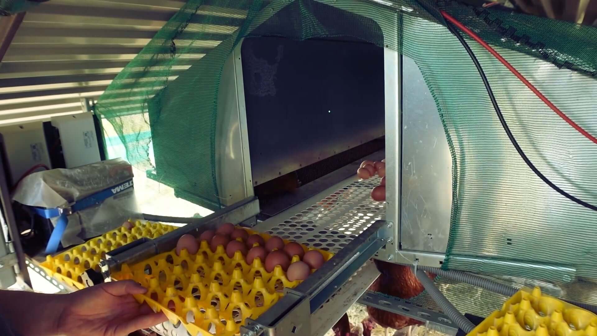 A person’s hands gathering fresh brown and blue eggs from a chicken nesting box filled with clean pine shavings