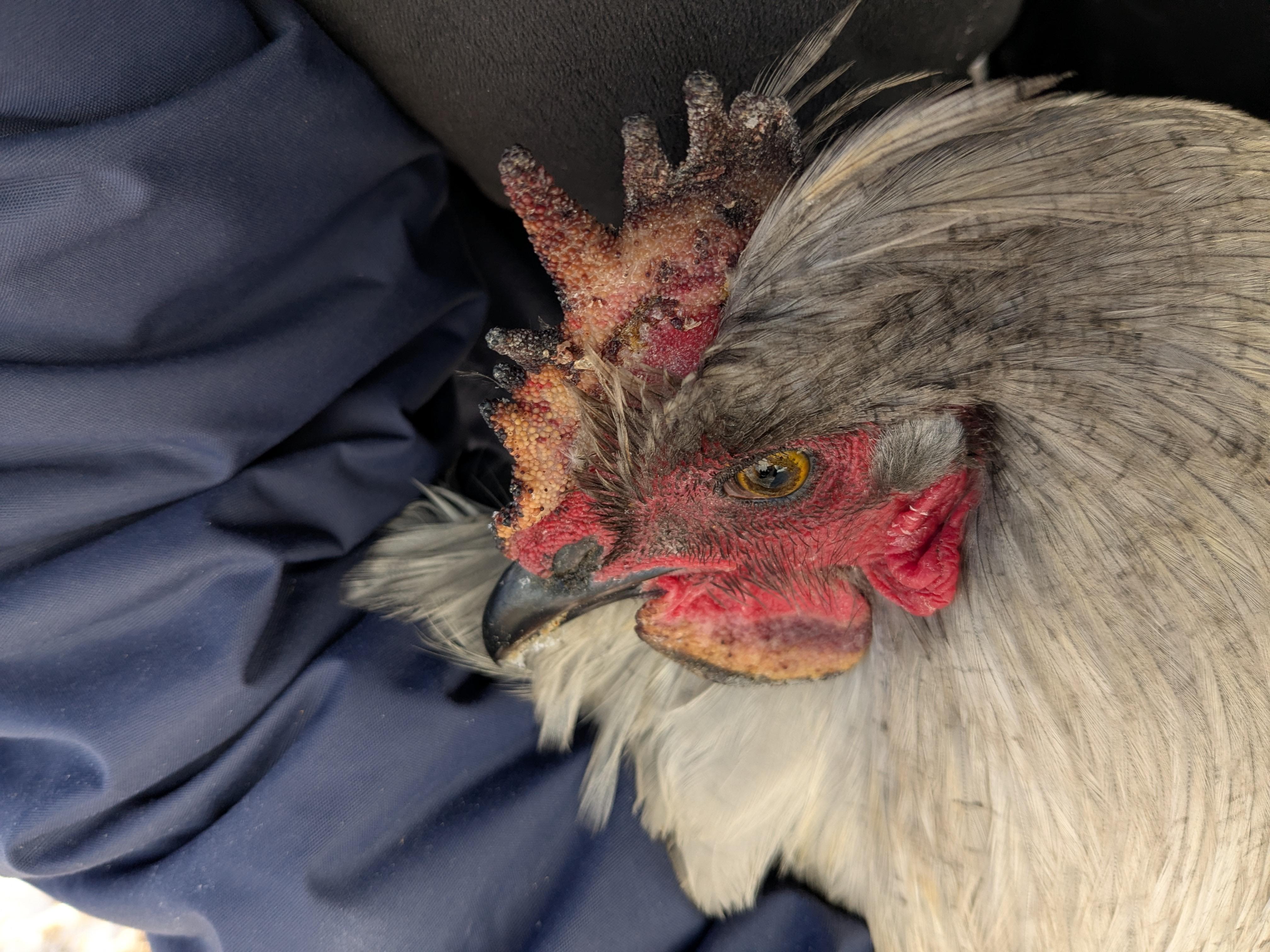 A photograph of a chicken keeper's hands gently applying a thin layer of protective salve to a hen's comb indoors, with the hen calmly supported